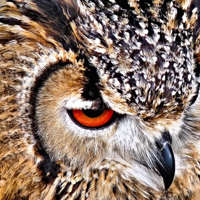 UGGLA BAGAGEBRICKA (A photographic design of a beautiful eagle-owl.)