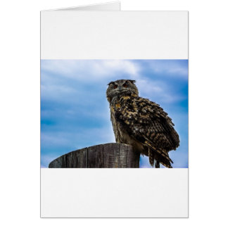 Uggla Bird Feathers Animal Natature Destiny Peace  Hälsningskort