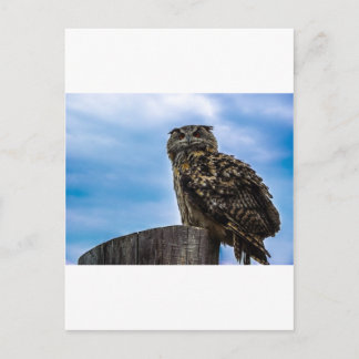 Uggla Bird Feathers Animal Natature Destiny Peace Vykort