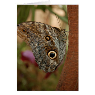 Uggla Butterfly Hälsningskort