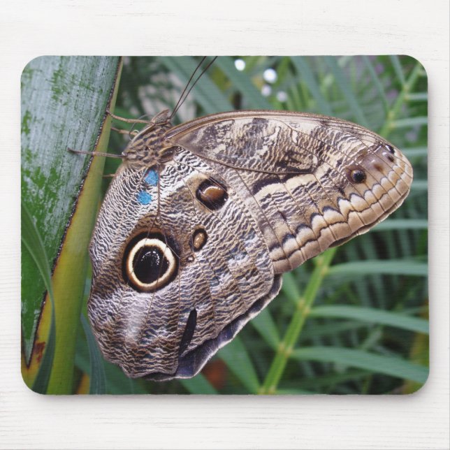 Uggla Butterfly Musmatta (Framsidan)