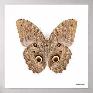 Uggla Butterfly Poster