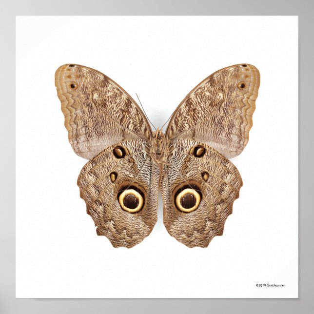 Uggla Butterfly Poster (Framsidan)