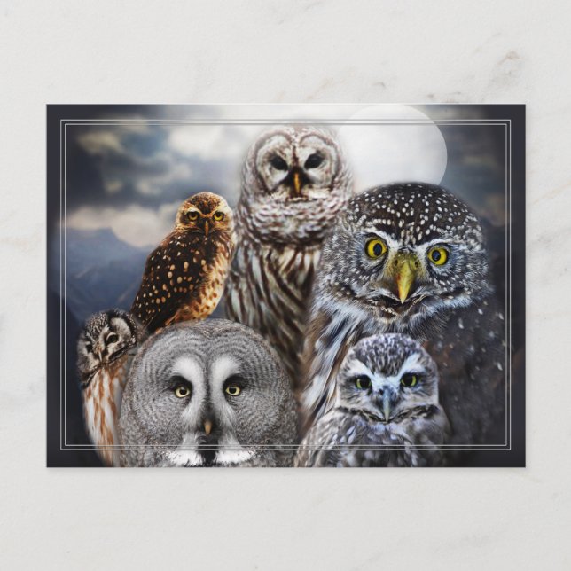 Uggla Collage Vykort (Framsida)