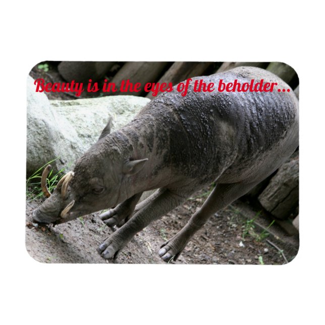 Uggla djur, Babirusa Magnet (Horisontell)