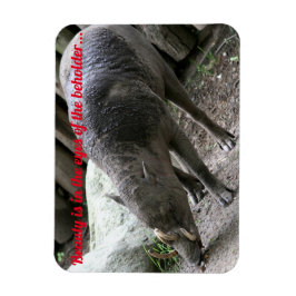 Uggla djur, Babirusa Magnet