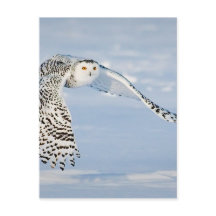 Uggla Djurfågelvinter Snö Fryst isKall