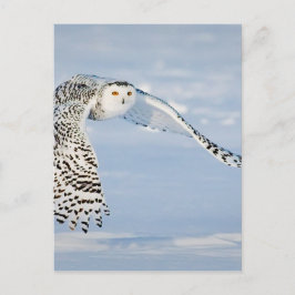 Uggla Djurfågelvinter Snö Fryst isKall Vykort