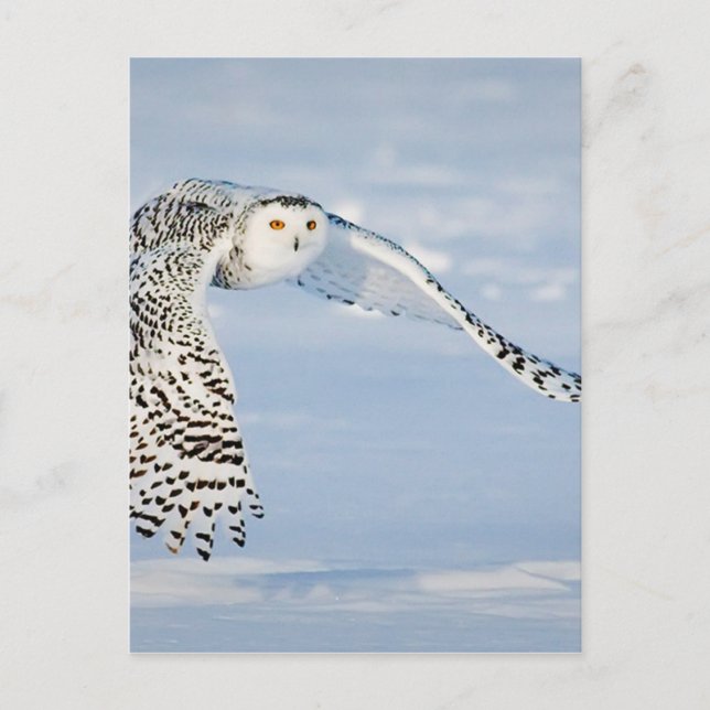 Uggla Djurfågelvinter Snö Fryst isKall Vykort (Framsida)