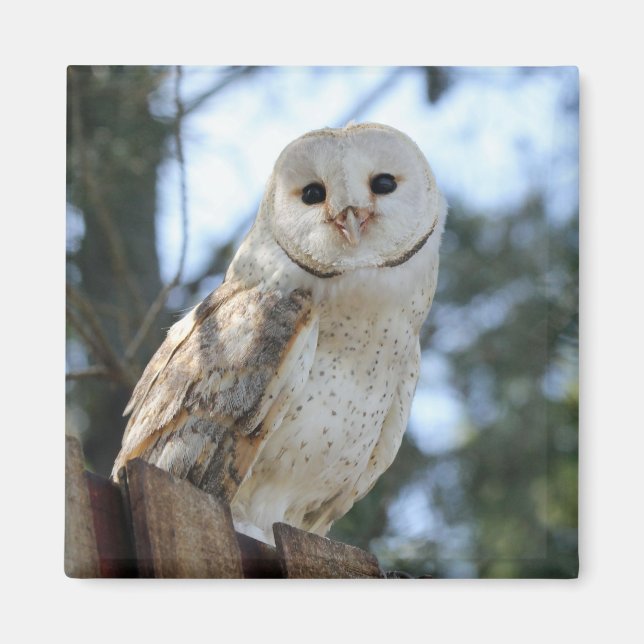 Uggla fågel Feathers Natature Peace Kärlek Destiny Magnet (Framsidan)