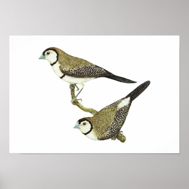 Uggla Finch (båda formerna) - Taeniopygia bichenov Poster (Framsidan)