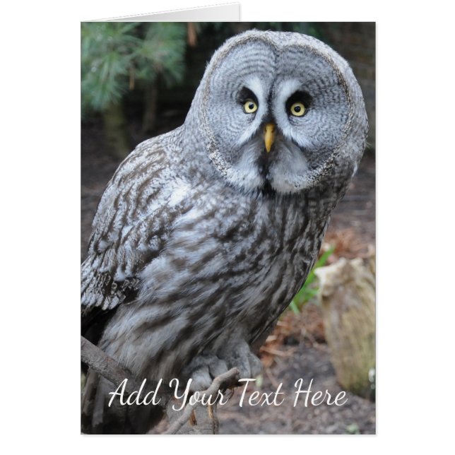 Uggla Hälsningskort (Framsidan)