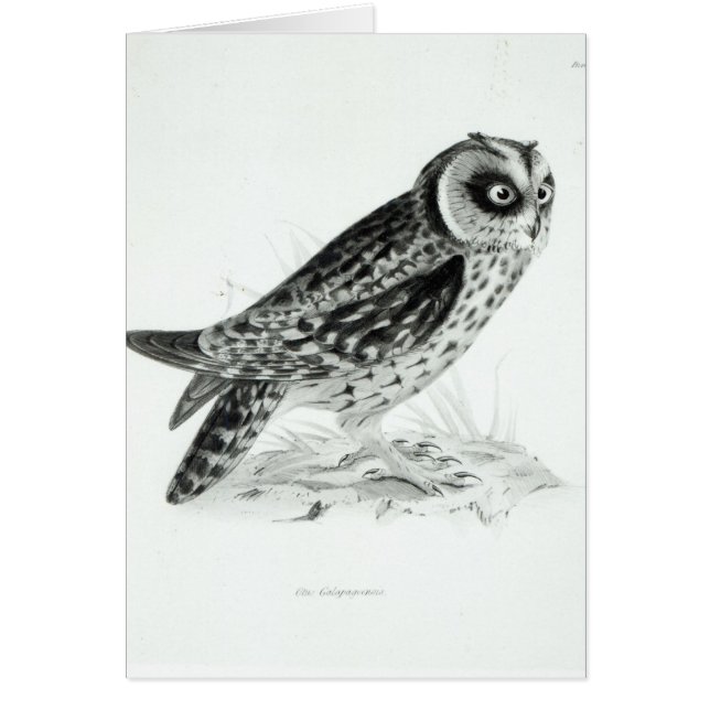 Uggla Hälsningskort (Framsidan)
