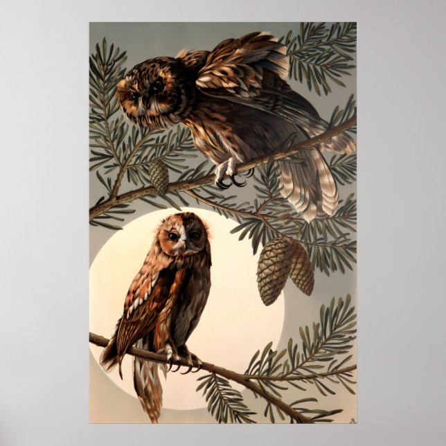 Uggla i Måne Light efter Anton Seder Poster (Framsidan)