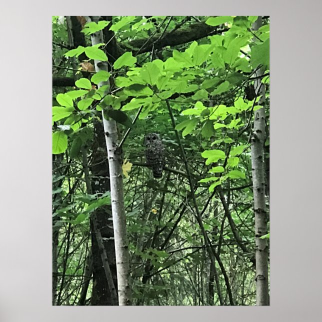 Uggla i Träd, Oregon Poster (Framsidan)