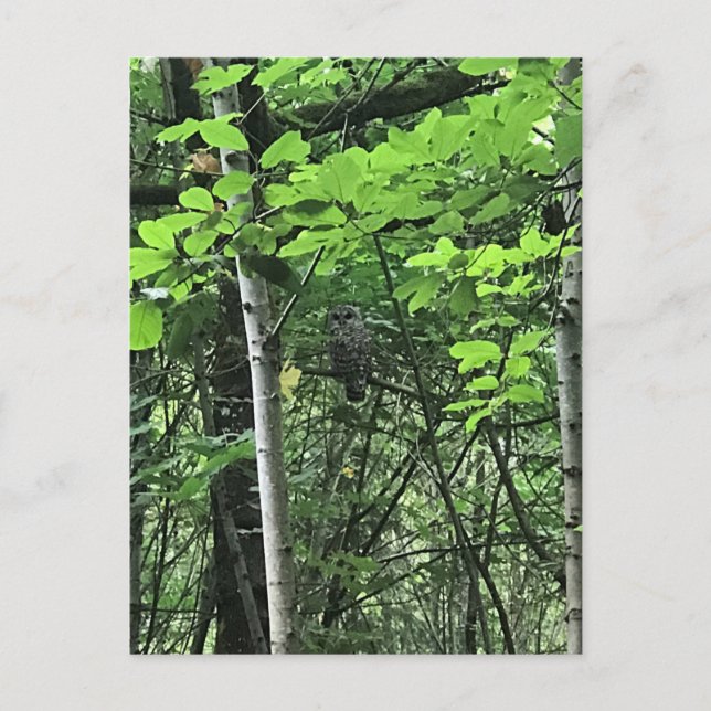 Uggla i Träd, Oregon Vykort (Framsida)