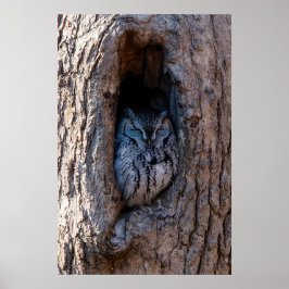 Uggla i träd poster
