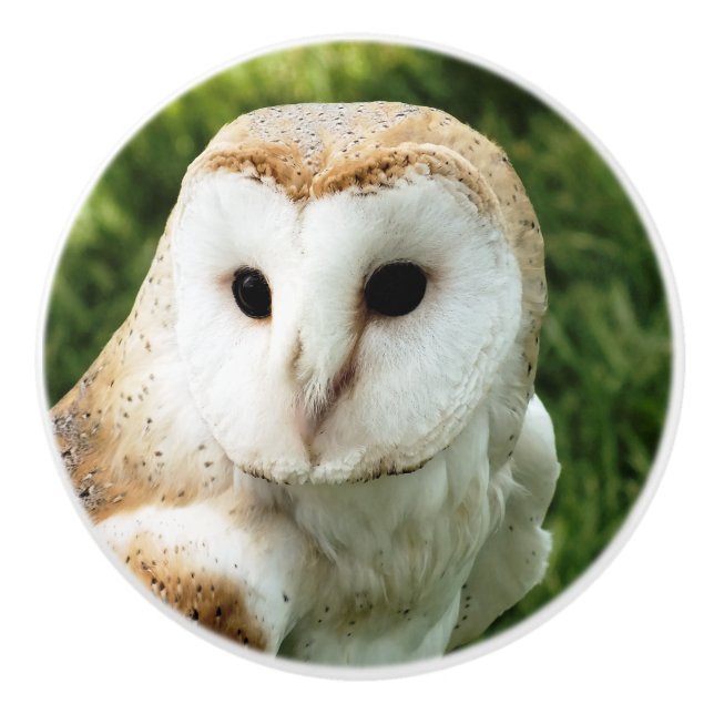 UGGLA KNOPP (Framsidan)