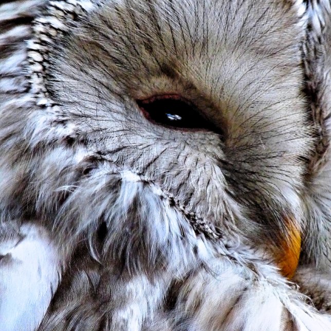 UGGLA KORT (A beautiful owl just keeping an eye on things. )