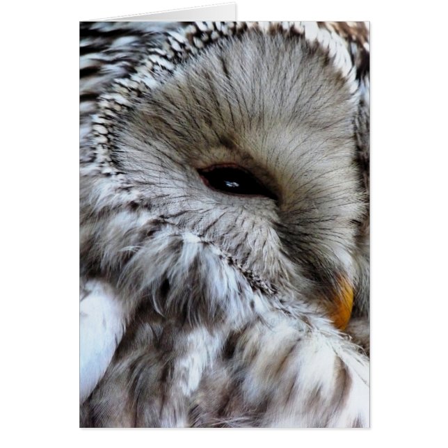 UGGLA-KORT HÄLSNINGSKORT (Framsidan)