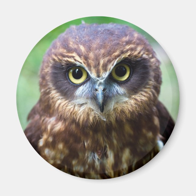 Uggla Magnet (Framsidan)