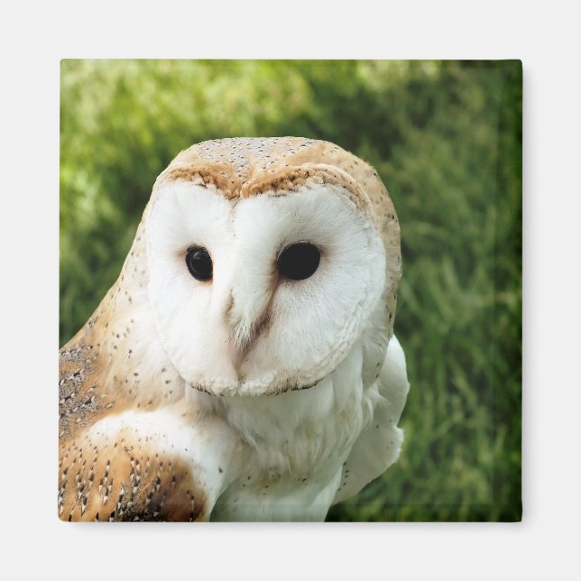 UGGLA MAGNET (Framsidan)