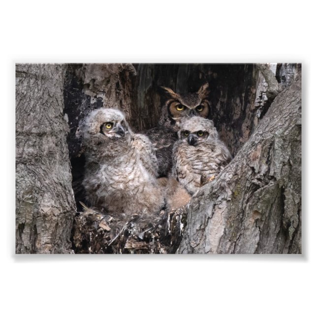 Uggla och Owlets Fototryck (Framsidan)