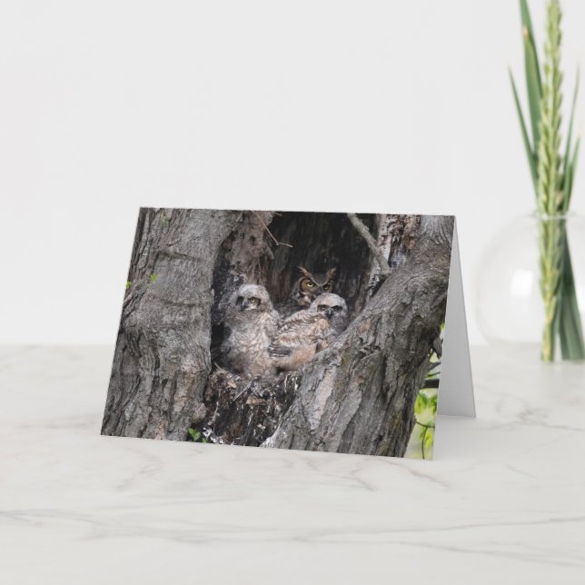Uggla och Owlets Kort (Framsida)