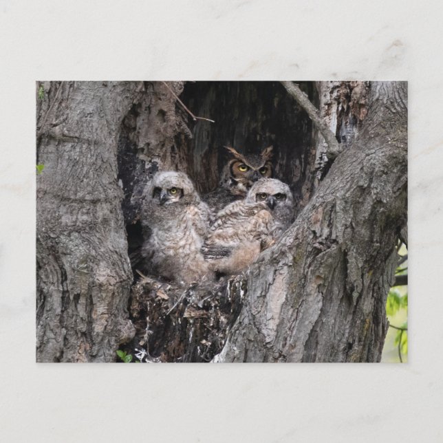 Uggla och Owlets Vykort (Framsida)
