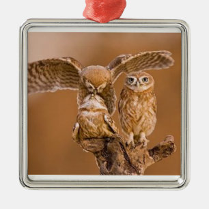 UGGLA ORNAMENT