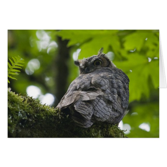 Uggla på det Nisqually kortet Hälsningskort (Framsidan Horizontal)