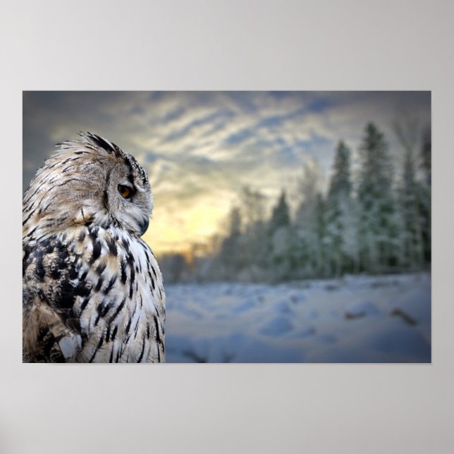 Uggla porträtt på vinterskogens bakgrund poster (Framsidan)
