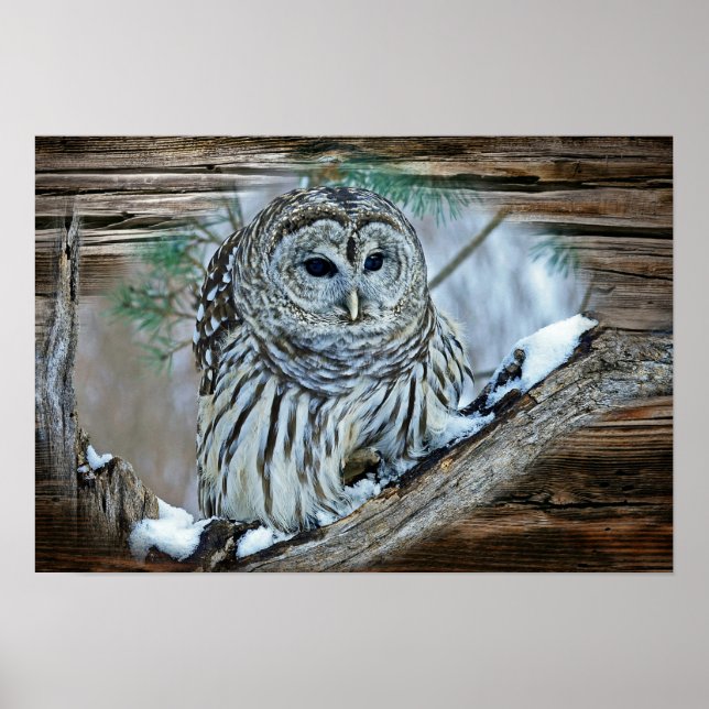 Uggla Poster (Framsidan)