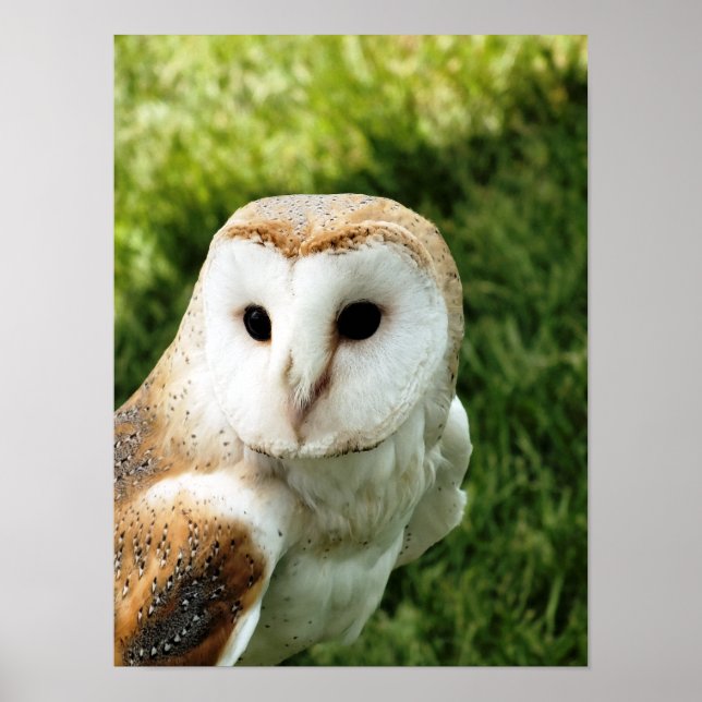 UGGLA POSTER (Framsidan)