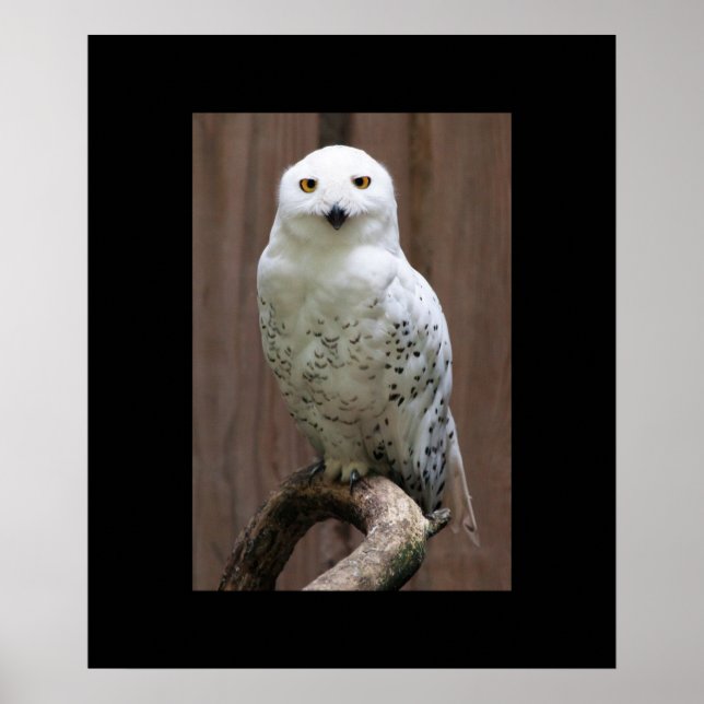 Uggla Poster (Framsidan)