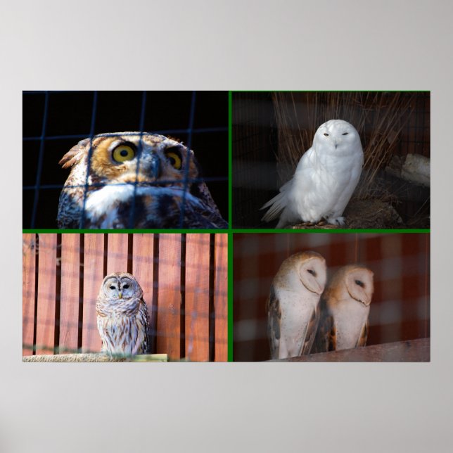 Uggla Poster (Framsidan)