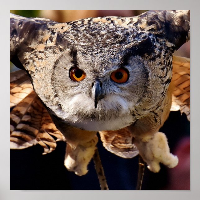 Uggla Poster (Framsidan)