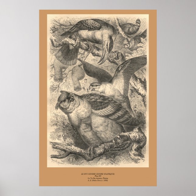 Uggla Poster (Framsidan)
