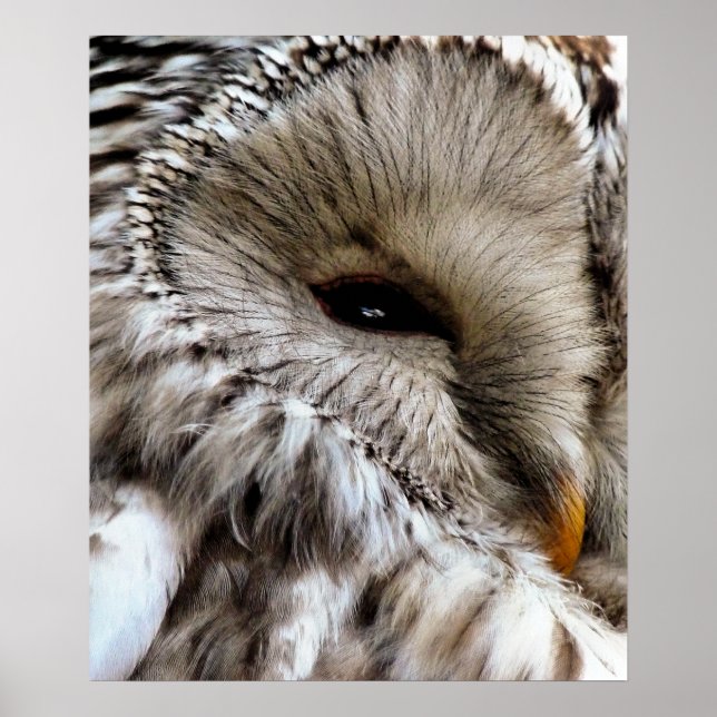 UGGLA POSTER (Framsidan)