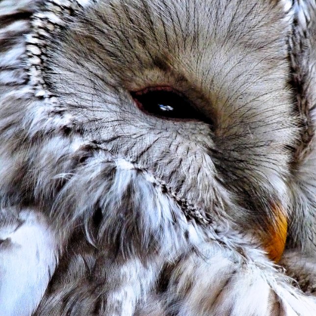 UGGLA RUND KLOCKA (A beautiful owl just keeping an eye on things. )