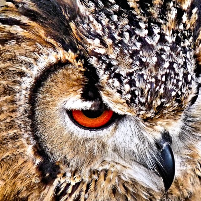 UGGLA RUND KUDDE (A photographic design of a beautiful eagle-owl.)