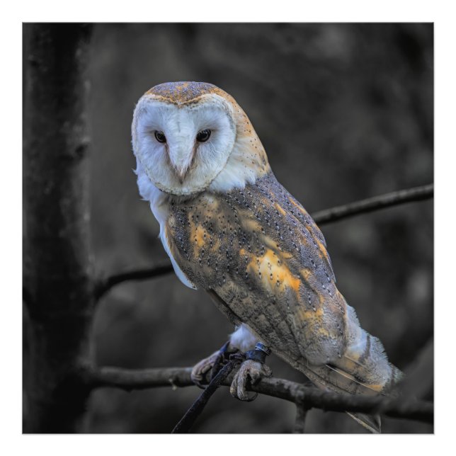 Uggla: Selektiv Färg-fotografi Fototryck (Framsidan)