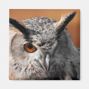 Uggla Stare Magnet