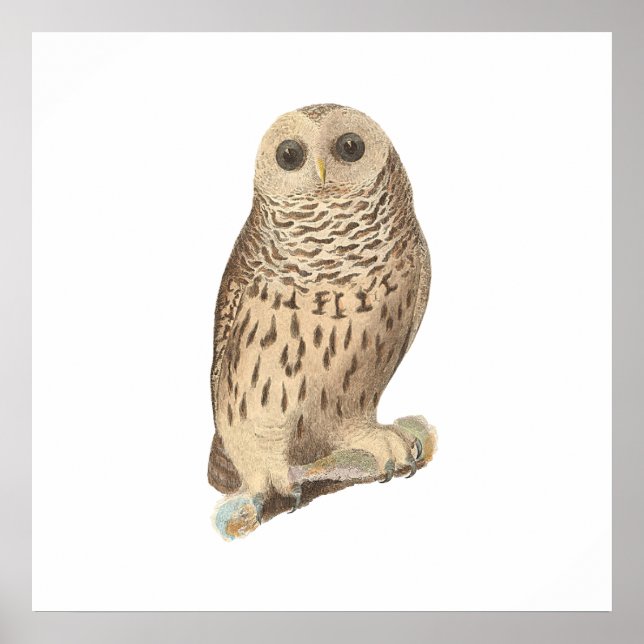 Uggla (Ulula nebulosa) Poster (Framsidan)