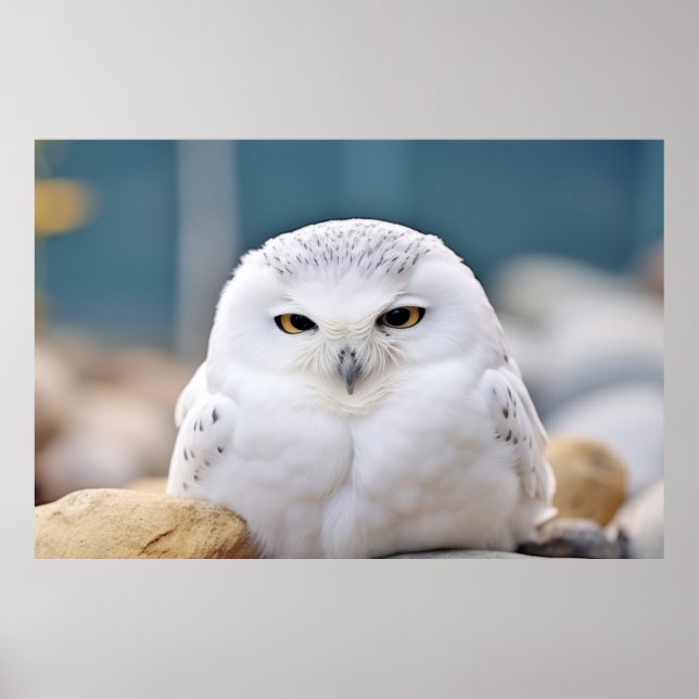 Uggla Vild Bird Animal Tranquil fredliga Poster (Framsidan)
