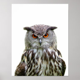Uggla vild skogsdjur foto tittut barnkammare poster