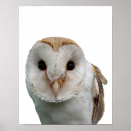Uggla vilda djur foto tittut barn rum poster