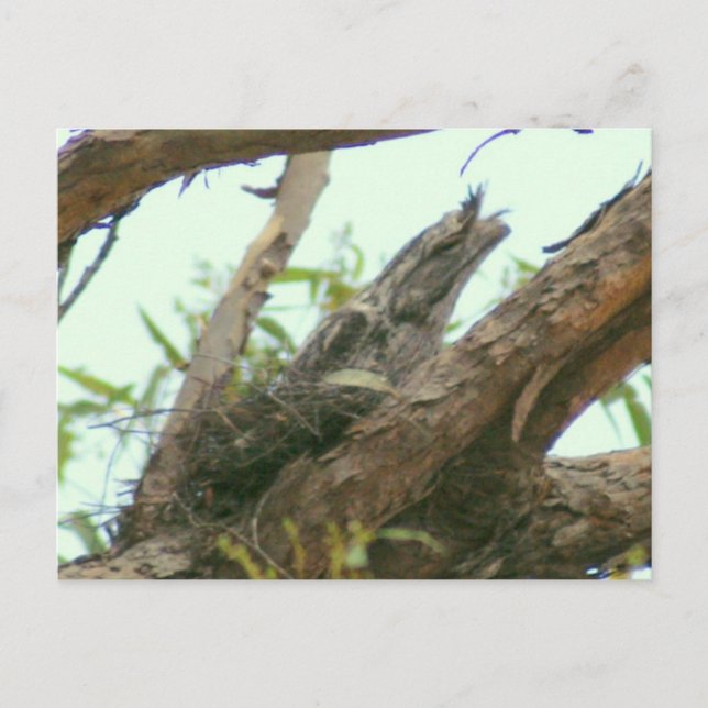 ugglafrogmouth vykort (Framsida)
