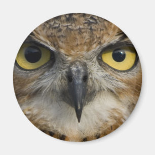 Ugglaögon Magnet