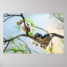 Ugglor Wildlife Photography Underbar Horned Baby U Poster